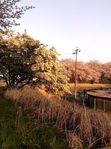 境川堤防 桜 日陰モード5