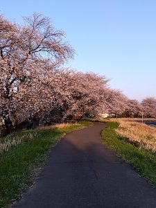 境川堤防 桜3