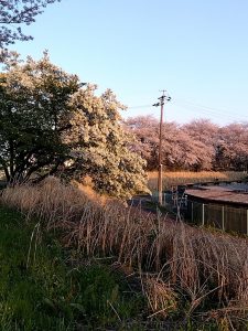 境川堤防 桜6