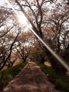 境川堤防の葉桜1