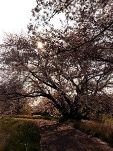 境川堤防の葉桜 2
