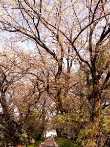 境川堤防の葉桜4