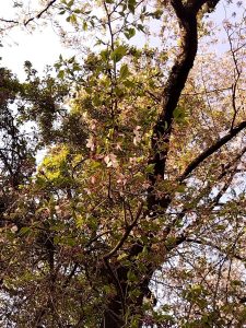 境川堤防の葉桜5
