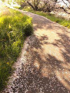 境川堤防の葉桜6