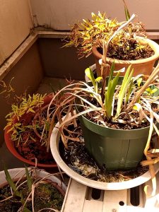 花菖蒲 新芽2