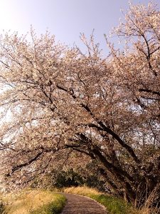 境川堤防の葉桜3