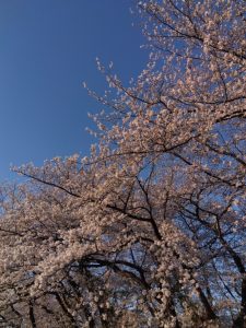 境川堤防 夕日を受けた桜 1