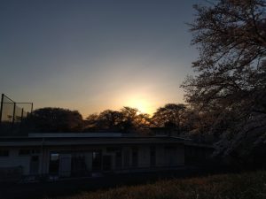 境川堤防の桜の木々から見える夕日