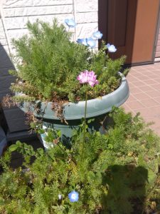 プランターのれんげ、ネモフィラ1
