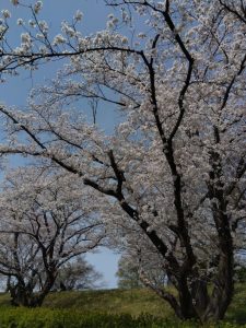 境川堤防 桜 1