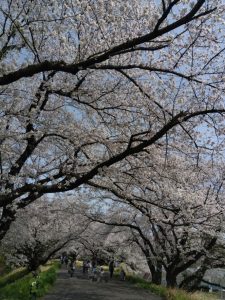 境川堤防 桜 3