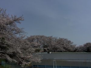 境川堤防 桜4