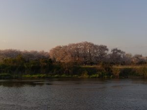境川堤防 桜 向こう岸3
